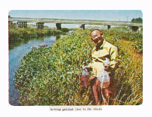 Setting goldfish free to the rivers. 